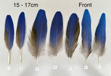 Parrot Macaw Feather Crafts