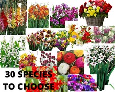 Spring ,Summer Flowering LARGE