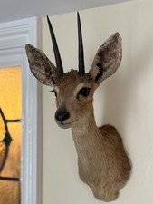 Taxidermy Steenbok Antelope