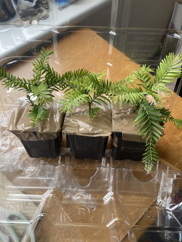 Wollemi pine wollemia - 3,