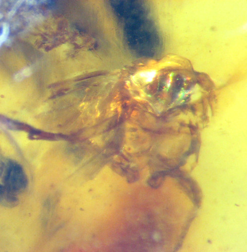 Cretaceous amber fossil - cretaceous, w/