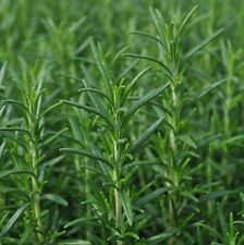 3 x Rosemary Herb Plants in 9cm Pots - Upright 'Miss Jessops'