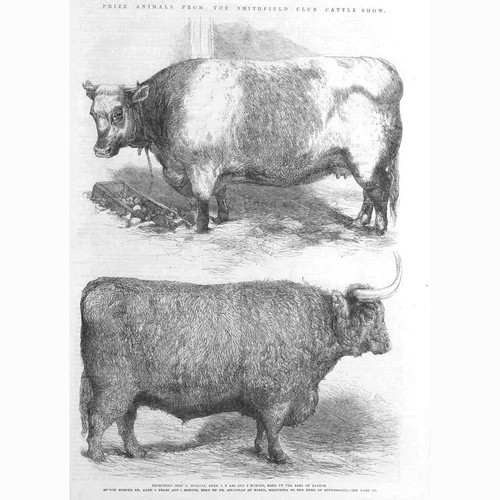 Shorthorn heifer and - shorthorn,