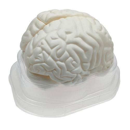 Human brain model - life, size