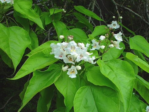 Catalpa speciosa x - speciosa, 20