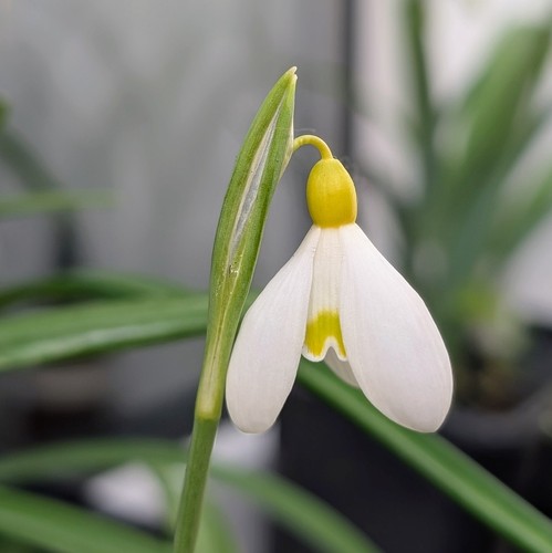 Galanthus spindlestone - galanthus, 'spindlestone
