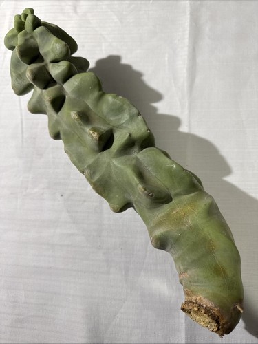Totem pole monstrosus - 18”,