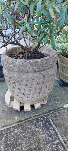 Pair victoran stone - victoran, plant