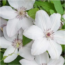 Clematis John Paul II (Jan