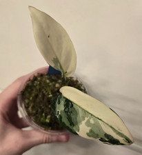 Aglaonema commutatum variegated (Manilla Pride) half moon houseplant (H-3)