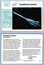 Smalltooth Sawfish #24.14 Fish - Grolier Wildlife Adventure Card