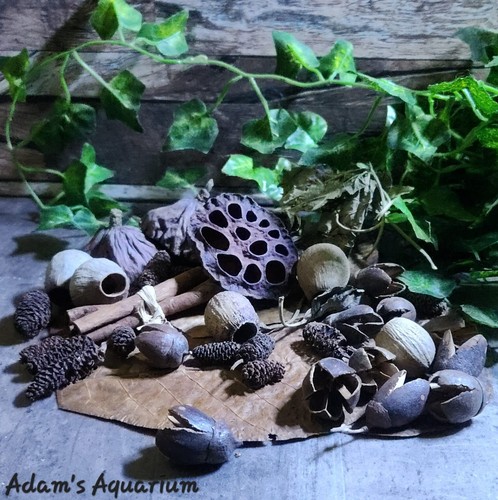Small botanical enrichment - botanical, box