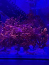 Marine macro algae Dragons