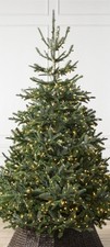 Balsam Hill Nordmann Fir Tree