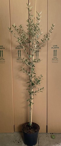 Large olea europaea - olea, tree