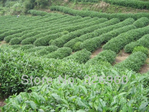 250g hong pao big - big, robe