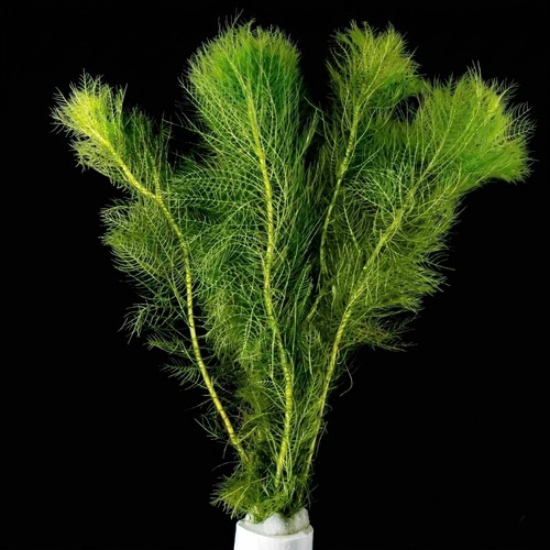 Myriophyllum mattogrossense