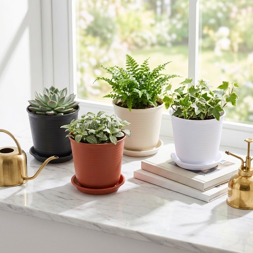 4pcs mini plant - plant, pots