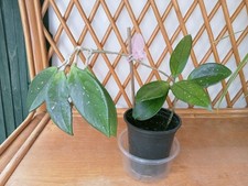 Hoya Carnosa Climbing Plant. Sweet Scented.