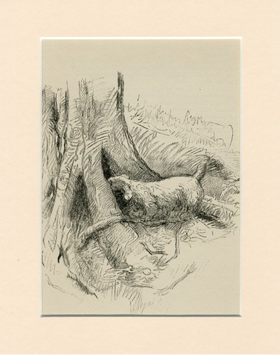 Sealyham terrier vintage 1939 - sealyham,