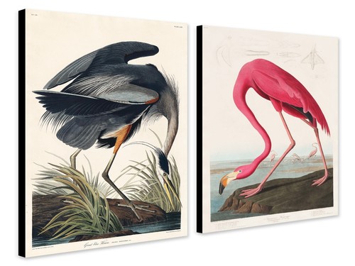 Birds america john - birds,