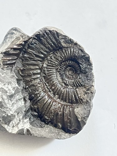 Small dactylioceras - small, sp