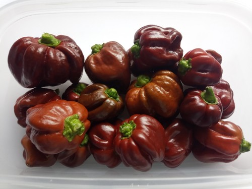 120g fresh chocolate - 🔥120g,