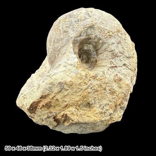 Cenoceras fossil nautilus - fossil,
