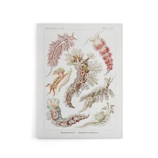 Nudibranch Sea Slug Molluscs