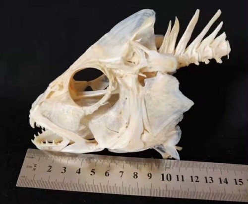 Red snapped fish skull - red,