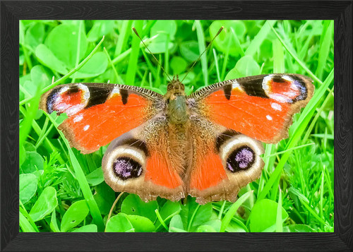 Peacock butterfly framed wall - peacock,
