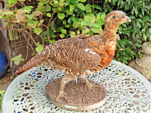 Rare taxidermy western - taxidermy,