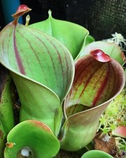Heliamphora minor, Tropical