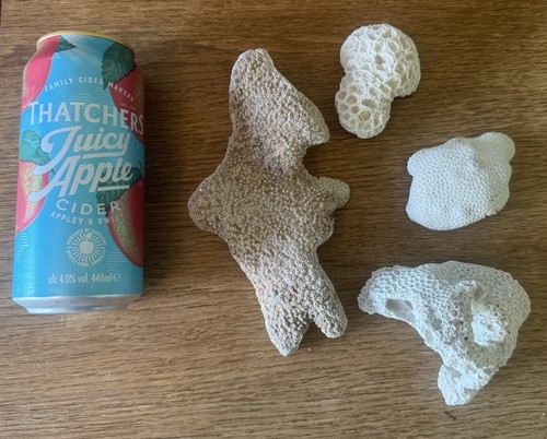 Real coral for fish - for,