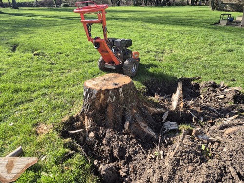 Fast reliable tree stump - tree,