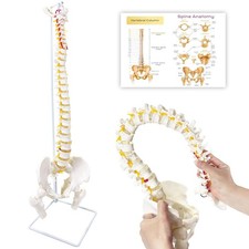 Spine Model, 34.6in Life Size