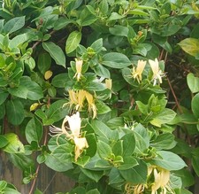 1 metre tall Drought &