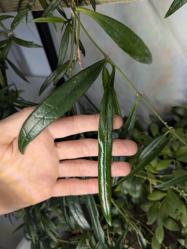 Hoya sulawesiana node - 1,