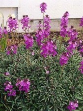 Pack erysimum bowles - erysimum, 'bowles