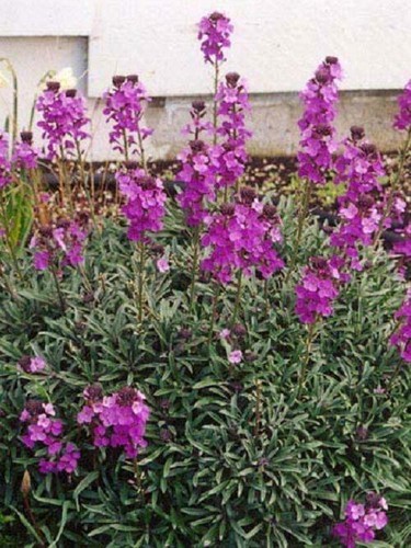 Pack erysimum bowles - x6, 'bowles
