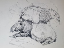 Rare Artists Daler Sketch Book 16 Pages Pencil Pen Sketches Wildlife Elephants 