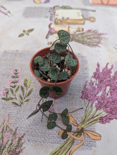Ceropegia linearis woodii - ,