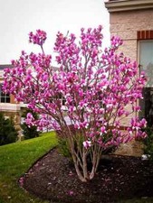 Ann Magnolia 2.5" pot