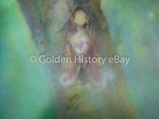 ANTIQUE ANIMAL REAL PHOTOGRAPH SLIDE GLASS DEATH HEAD HAWK MOTH 1937