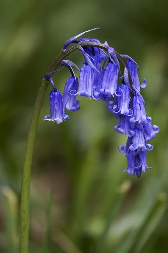 English bluebell seeds 100 - english,