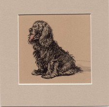 Cecil Aldin ~  Cocker  Spaniel ~ Genuine Original  Print 1935