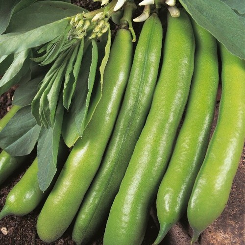 Vegetable broad bean - bean,