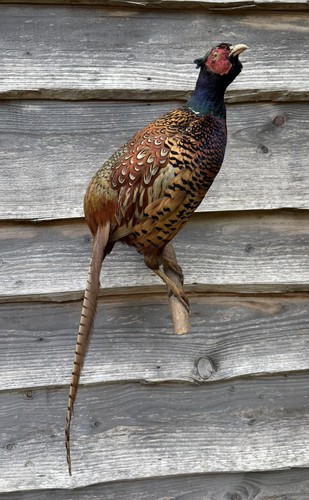 Cock pheasant phasianus - cock,