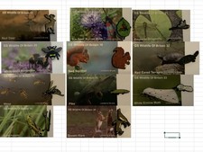 None RSPB GS collection 11 x