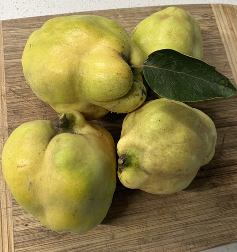 Fresh quince fruit - fruit, straight
